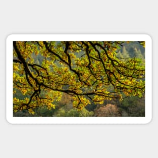 Little Langdale Leaves Sticker